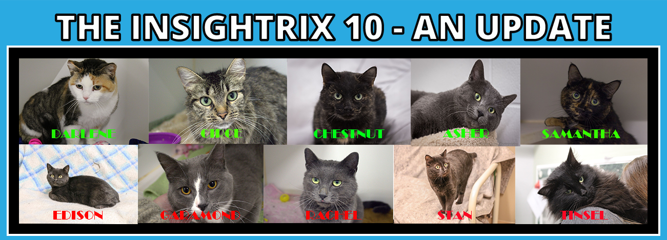 Cat-Rescue, Insightrix, Insightrix-Research, SPCA, animal-adoption, Petland, Saskatoon, SK